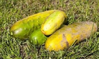 old cucumber field photo