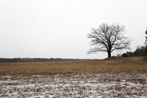 Árbol solitario . invierno foto