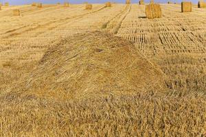 field with straw photo