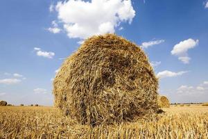 stack of straw in the field photo
