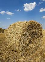 after harvesting cereal photo