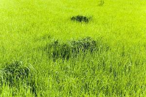 immature cereals . wheat photo