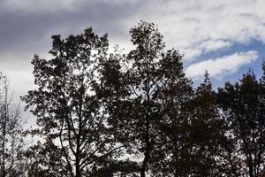 trees in autumn, close-up photo