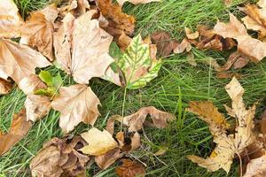 fallen leaves on the ground photo