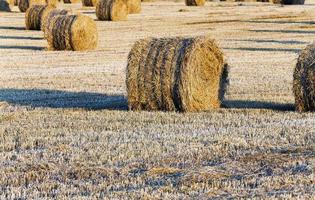 stack of straw in the field photo
