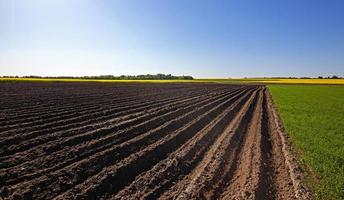 plowed land . canola. photo