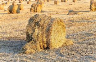 stack of straw in the field photo