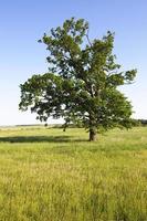 field in summer photo