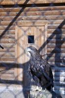 águila en el zoológico foto