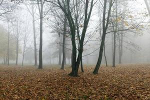 Fog in autumn season photo