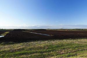 peat bog, summer photo