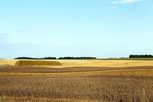 campo agrícola y cielo azul foto