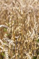 ripe oats in the field photo