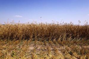 harvesting cereals, closeup photo