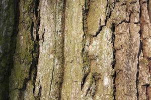 tree bark, close-up
