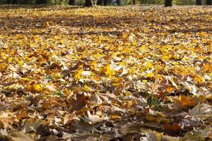 The fallen maple leaves photo