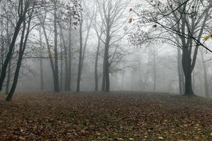 trees in autumn, close-up photo