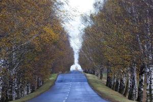 asphalted road, autumn and fog photo