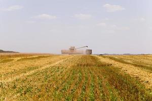 cosecha de cereales en el campo foto