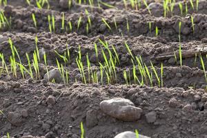 young grass plants, close-up photo