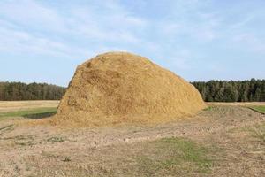 stack of straw in the field photo