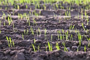 young grass plants, close-up photo