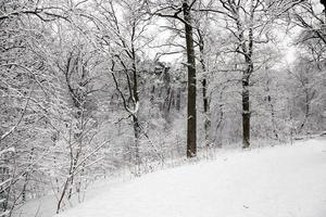 nieve en la madera foto