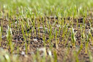 winter rye or wheat photo