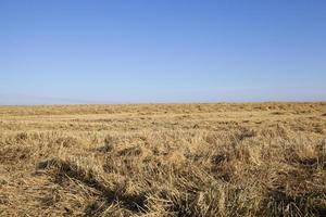 ripe yellow cereals photo