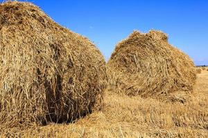 stack of straw in the field photo