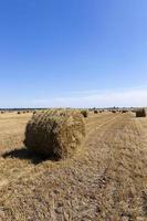 haystacks straw . cereal photo