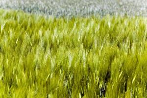 Green barley . close up photo