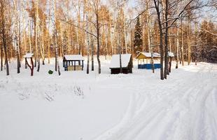 árboles en invierno foto