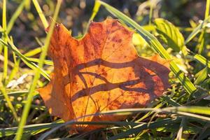 fallen leaves of a maple photo