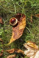 foliage in the autumn season photo