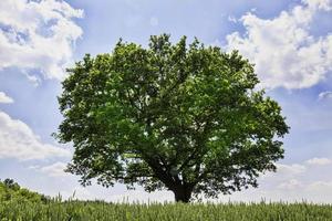 lonely oak, close up photo