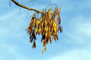 yellowing leaves, close up photo