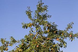 manzanas maduras, primer plano foto