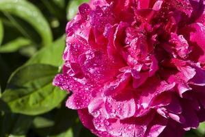 pink peony, close up photo