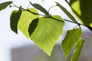 Young leaves of birch photo