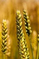 ripe cereal wheat in the field photo