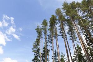 Tall pines in the sky photo