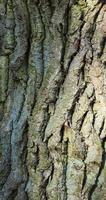 bark of the tree photo