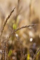 agriculture in the region photo