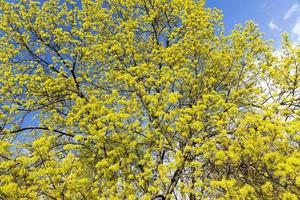 árbol de arce en flor foto