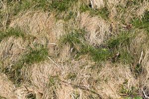 yellow dry grass photo