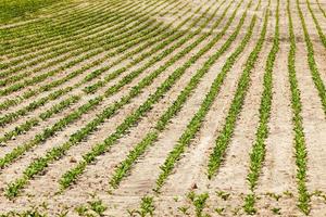 un campo agrícola donde se cultivan remolachas foto