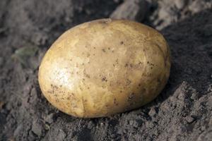 fresh yellow potatoes photo