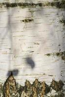 birch bark real photo