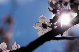 hermosas flores de cerezo frescas iluminadas por la luz del sol foto